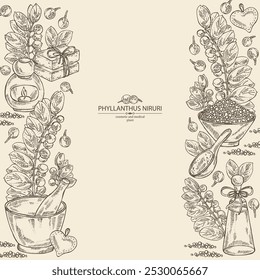 Background with phyllanthus niruri: phyllanthus plant, leaves and phyllanthus niruri berries. Oil, soap and bath salt . Cosmetics and medical plant. Vector hand drawn illustration