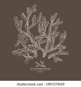 Background phyllophora nervosa: phyllophora seaweed, sea kale. Red algae. Edible seaweed. Vector hand drawn illustration.