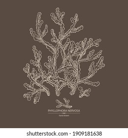 Background phyllophora nervosa: phyllophora seaweed, sea kale. Red algae. Edible seaweed. Vector hand drawn illustration.