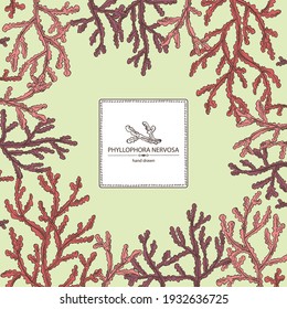 Background phyllophora nervosa: phyllophora seaweed, sea kale. Red algae. Edible seaweed. Vector hand drawn illustration.