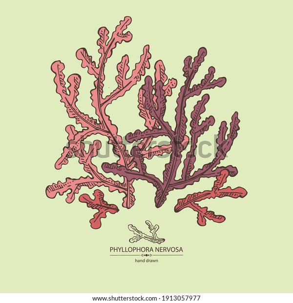 Background phyllophora nervosa: phyllophora\
seaweed, sea kale. Red algae. Edible seaweed. Vector hand drawn\
illustration.