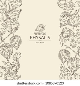 Background with physalis: plant and fruit. Tomatillo. Superfood. Vector hand drawn illustration.