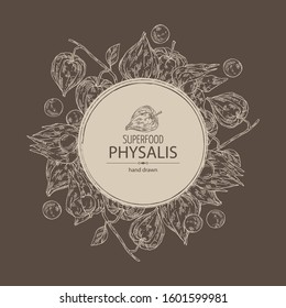 Background with physalis: plant and fruit. Tomatillo. Superfood. Vector hand drawn illustration.