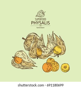 Background with physalis: plant and fruit. Tomatillo. Superfood. Vector hand drawn illustration.