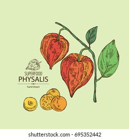 Background with physalis: plant and fruit. Tomatillo. Superfood. Vector hand drawn illustration.