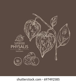 Background with physalis: plant and fruit. Tomatillo. Superfood. Vector hand drawn illustration.