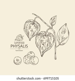 Background with physalis: plant and fruit. Tomatillo. Superfood. Vector hand drawn illustration.