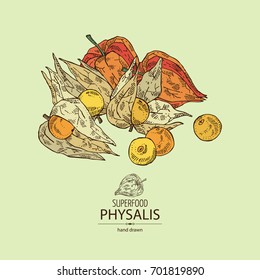 Background with physalis: plant and fruit. Tomatillo. Superfood. Vector hand drawn illustration.