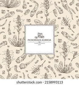 Background with picrorhiza kurroa: picrorhiza kurroa plant, leaves, flowers and picrorhiza kurroa root. Katuka. Cosmetic, perfumery and medical plant. Vector hand drawn illustration.