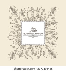 Background with picrorhiza kurroa: picrorhiza kurroa plant, leaves, flowers and picrorhiza kurroa root. Katuka. Cosmetic, perfumery and medical plant. Vector hand drawn illustration.