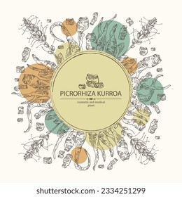 Background with picrorhiza kurroa: picrorhiza kurroa plant, leaves, flowers and picrorhiza kurroa root. Katuka. Cosmetic, perfumery and medical plant. Vector hand drawn illustration.