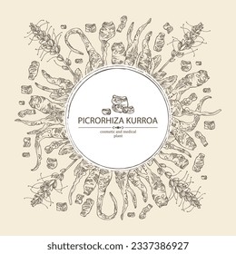 Fondo con picrorhiza kurroa: picrorhiza kurroa planta, hojas, flores y picrorhiza kurroa raíz. Katuka. Cosmética, perfumería y planta médica. Ilustración dibujada a mano por vectores.