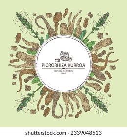 Background with picrorhiza kurroa: picrorhiza kurroa plant, leaves, flowers and picrorhiza kurroa root. Katuka. Cosmetic, perfumery and medical plant. Vector hand drawn illustration.