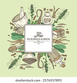 Background with picrorhiza kurroa: picrorhiza kurroa plant, leaves, flowers and picrorhiza kurroa root. Katuka. Oil, soap and bath salt. Cosmetics and medical plant. Vector