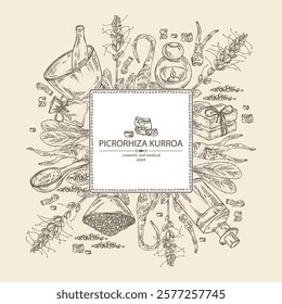 Background with picrorhiza kurroa: picrorhiza kurroa plant, leaves, flowers and picrorhiza kurroa root. Katuka. Oil, soap and bath salt. Cosmetics and medical plant. Vector