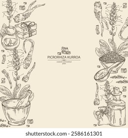 Background with picrorhiza kurroa: picrorhiza kurroa plant, leaves, flowers and picrorhiza kurroa root. Katuka. Oil, soap and bath salt. Cosmetics and medical plant. Vector