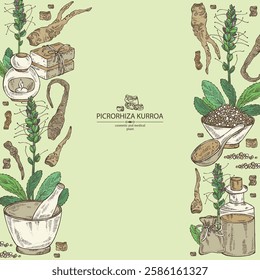 Background with picrorhiza kurroa: picrorhiza kurroa plant, leaves, flowers and picrorhiza kurroa root. Katuka. Oil, soap and bath salt. Cosmetics and medical plant. Vector