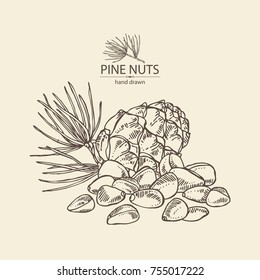 Background with pine nuts: pine nuts and cedar cone. Cosmetics and medical plant. Vector hand drawn illustration.