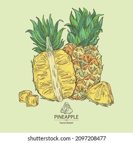 Background with pineapple: pineapple fruit, leaves and pineapple slice. Ananas comosus. Hand drawn vector illustration