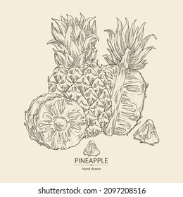 Background with pineapple: pineapple fruit, leaves and pineapple slice. Ananas comosus. Hand drawn vector illustration