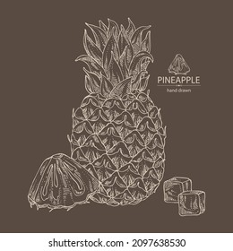 Background with pineapple: pineapple fruit, leaves and pineapple slice. Ananas comosus. Hand drawn vector illustration