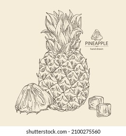 Background with pineapple: pineapple fruit, leaves and pineapple slice. Ananas comosus. Hand drawn vector illustration