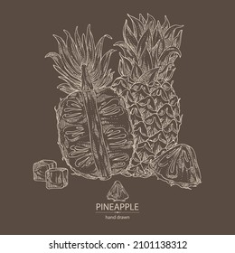 Background with pineapple: pineapple fruit, leaves and pineapple slice. Ananas comosus. Hand drawn vector illustration