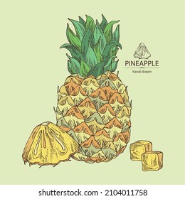 Background with pineapple: pineapple fruit, leaves and pineapple slice. Ananas comosus. Hand drawn vector illustration