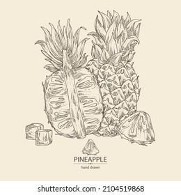 Background with pineapple: pineapple fruit, leaves and pineapple slice. Ananas comosus. Hand drawn vector illustration