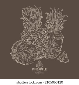 Background with pineapple: pineapple fruit, leaves and pineapple slice. Ananas comosus. Hand drawn vector illustration