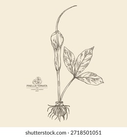 Background with pinellia ternata: pinellia ternata plant, flower and pinellia ternata roots. Cosmetic and medical plant. Vector hand drawn 