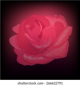Background pink rose congratulations. Vector