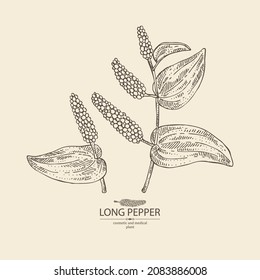 Background With Pippali: Leaves, Pippali Fruits And Long Pepper Plant. Piper Longum. Cosmetic, Perfumery And Medical Plant. Vector Hand Drawn Illustration.