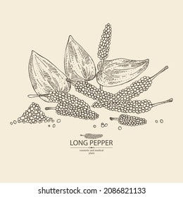 Background with pippali: leaves, pippali fruits and long pepper plant. Piper longum. Cosmetic, perfumery and medical plant. Vector hand drawn illustration.