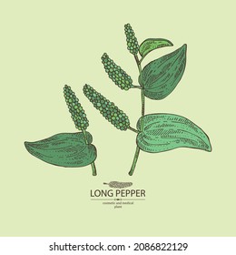 Background with pippali: leaves, pippali fruits and long pepper plant. Piper longum. Cosmetic, perfumery and medical plant. Vector hand drawn illustration.