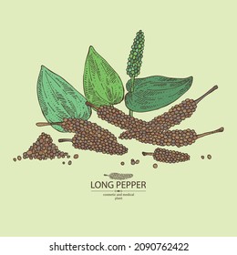 Background with pippali: leaves, pippali fruits and long pepper plant. Piper longum. Cosmetic, perfumery and medical plant. Vector hand drawn illustration.