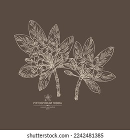 Background with Pittosporum tobira: Pittosporum  plant, leaves and Pittosporum tobira flowers. Cosmetic, perfumery and medical plant. Vector hand drawn illustration