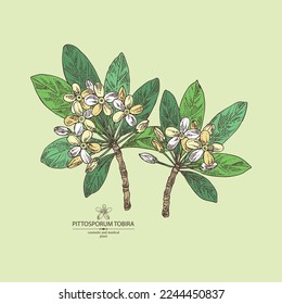 Background with Pittosporum tobira: Pittosporum  plant, leaves and Pittosporum tobira flowers. Cosmetic, perfumery and medical plant. Vector hand drawn illustration