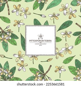 Background with Pittosporum tobira: Pittosporum  plant, leaves and Pittosporum tobira flowers. Cosmetic, perfumery and medical plant. Vector hand drawn illustration