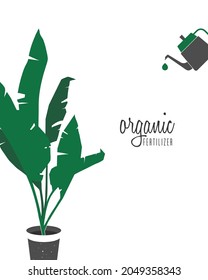 Background with place for text, indoor tropical plant, and watering can. Organic fertilization concept for potted plants. An exotic houseplant with lush green foliage.