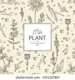 Background with plant: verbena flowering branch, arnica montana flowers, resin of myrrh, baikal skullcap flowering branch and root. Cosmetic and medical plant. Vector hand drawn illustration