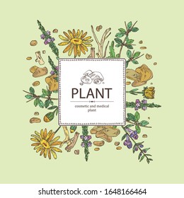 Background with plant: verbena flowering branch, arnica montana flowers, resin of myrrh, baikal skullcap flowering branch and root. Cosmetic and medical plant. Vector hand drawn illustration