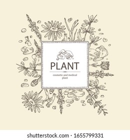 Background with plant: verbena flowering branch, arnica montana flowers, resin of myrrh, baikal skullcap flowering branch and root. Cosmetic and medical plant. Vector hand drawn illustration