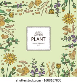 Background with plant: verbena flowering branch, arnica montana flowers, resin of myrrh, baikal skullcap flowering branch and root. Cosmetic and medical plant. Vector hand drawn illustration