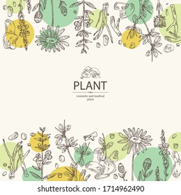 Background with plant: verbena flowering branch, arnica montana flowers, resin of myrrh, baikal skullcap flowering branch and root. Cosmetic and medical plant. Vector hand drawn illustration