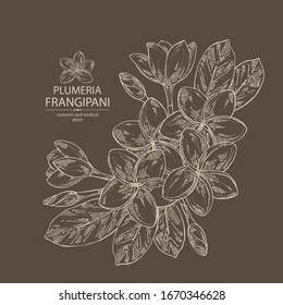 Background with plumeria: plumeria flowers, bud and leaves. Frangipani flowers. Cosmetic, perfumery and medical plant. Vector hand drawn illustration