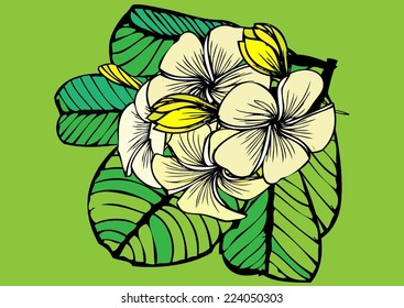 Background plumeria,Frangipani Plumeria tropical flower illustration vector