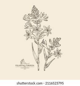 Background with polianthes tuberosa: tuberose  plant, leaves and polianthes tuberosa flowers. Cosmetic, perfumery and medical plant. Vector hand drawn illustration