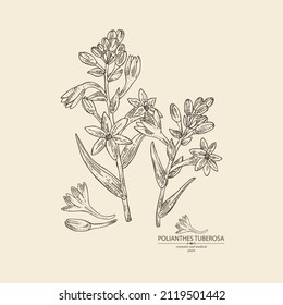 Background with polianthes tuberosa: tuberose  plant, leaves and polianthes tuberosa flowers. Cosmetic, perfumery and medical plant. Vector hand drawn illustration