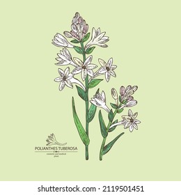 Background with polianthes tuberosa: tuberose  plant, leaves and polianthes tuberosa flowers. Cosmetic, perfumery and medical plant. Vector hand drawn illustration